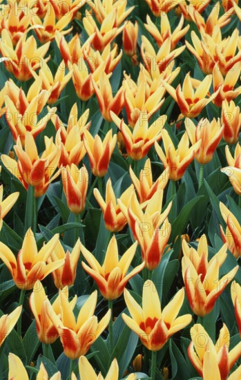 Tulips 'Corona' (Tulips kaufmanniana) (Europe) (Netherlands) (Plants) (Flowers) (Lily family) (Liliaceae) (Bulbous plants) (Garden plant) (Flowering) (Pattern) (Lush) (Red) (Yellow) (Spring) (Vertical)
