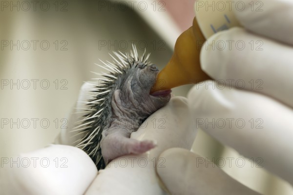 IGELBABY RESCUED IN LA DAME BLANCHE, AN ANIMAL WELFARE CENTRE IN NORMANDIE, FRANCE