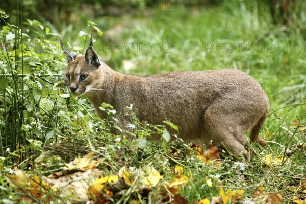 caracal (CARACAL caracal) ADULT ON LONG GRASS