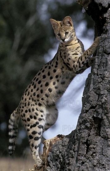 SERVAL (leptailurus serval), ADULT STANDING ON HIND LEGS