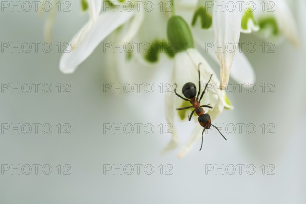Close-up of forest ant on snowdrop flower