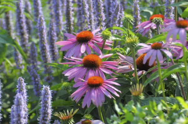 Purple cone flower (Echinacea purpurea)