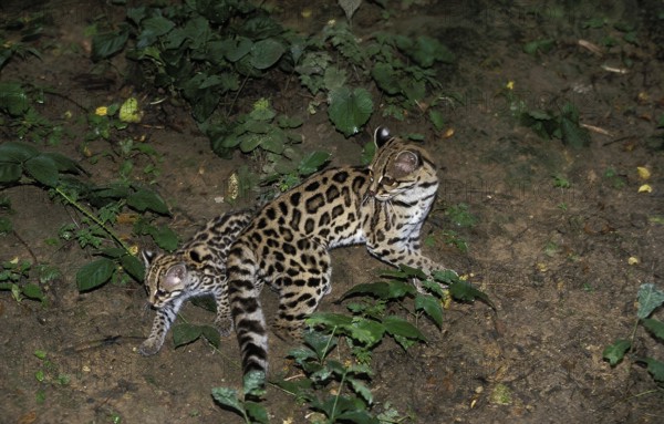 Margay (leopardus wiedii), mother with kitten