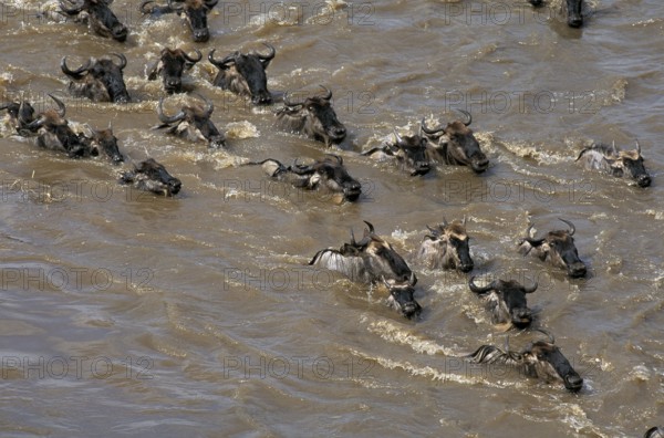 Blue wildebeest (connochaetes taurinus), herd crossing the Mara River during reflection, Masai Mara Park in Kenya