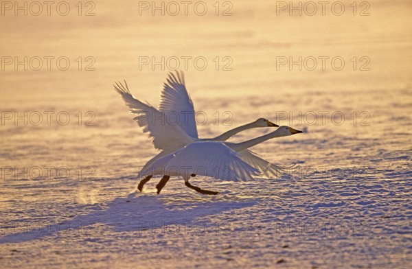 Whooper swan (cygnus cygnus), pair taking off from frozen lake, Hokkaido Island, Japan, Asia