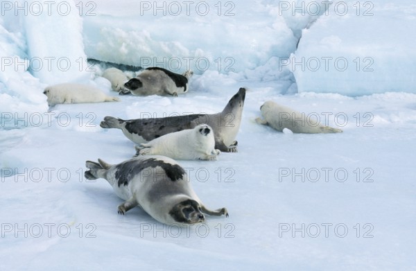 Harp Seal (pagophilus groenlandicus), Females with Pup on Ice Field, Magdalena Island in Canada