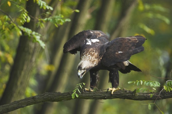 Eastern Imperial Eagle (Aquila heliaca), Marchauen, Lower Austria, Austria, Europe