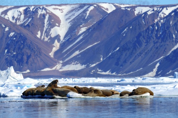 Walrus (Odobenus rosmarus) on icefloe, Ellesmere Island, Nunavut, Canada, North America