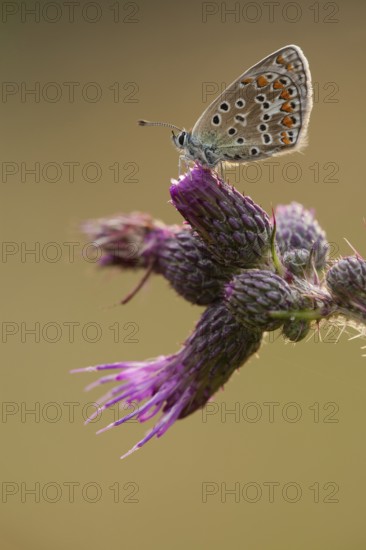 Gemeines (Polyommatus icarus) Blau, Germany, Europe