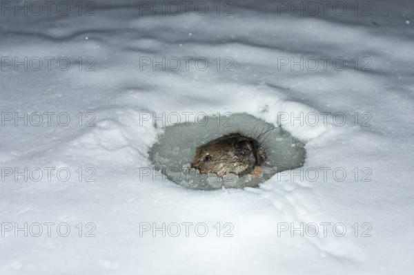 European beaver (Castor fiber), in Eisloch, Rosenheim, Bavaria, Germany, Europe