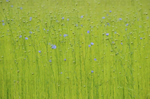 Common Flax (Linum usitatissimum)