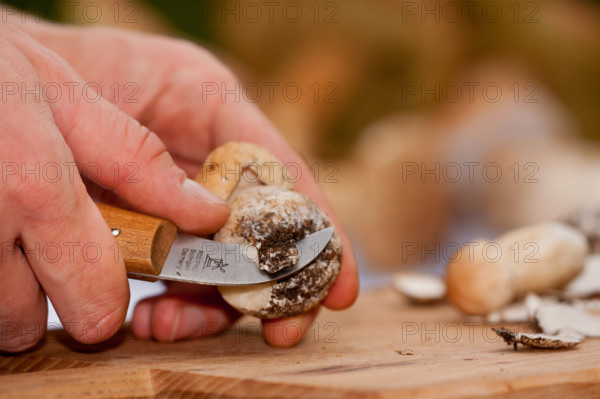 King bolete (Boletus edulis) mushroom cleaning, mushroom knife, hand, Rhineland-Palatinate, Germany, Europe