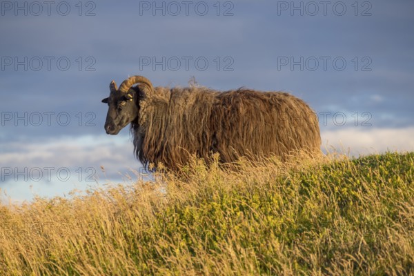 Wild sheep (Ovis) in the evening light, Helgoland