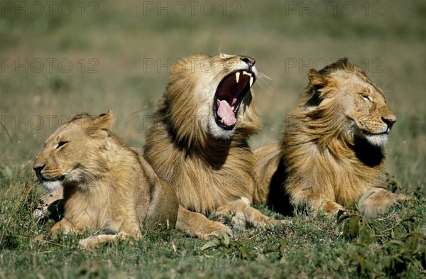 African Lion (panthera leo), Juvenile Males laying on Grass, Yawning, Masai Mara Park in Kenya
