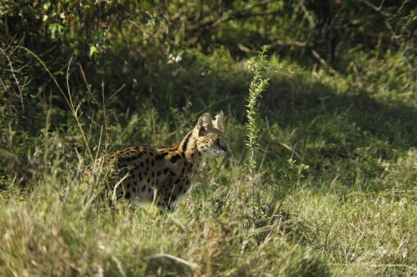 Serval (leptailurus serval), Adult standing in Long Grass, Masai Mara Park in Kenya
