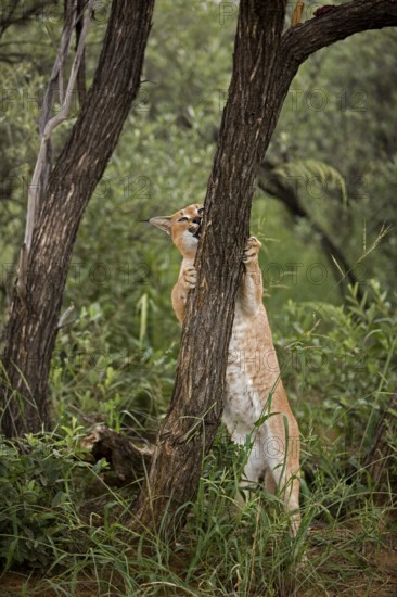caracal (CARACAL caracal) ADULT CLIMBING TREE TRUNK, NAMIBIA