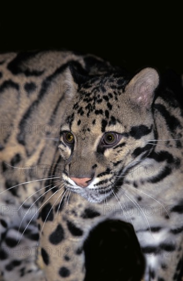CLOUDED LEOPARD (neofelis nebulosa), PORTRAIT OF ADULT