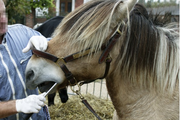 Horse Dentist with a Norwegian Fjord Horse