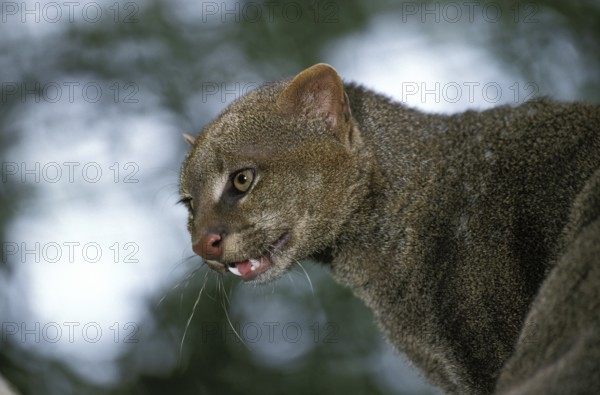 Jaguarundi, herpailurus yaguarondi, portrait of an adult