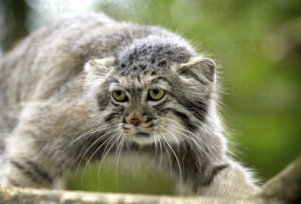 Pallas's cat (otocolobus manul) or Pallas' cat, adult on branch