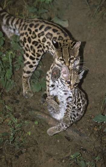 Margay (leopardus wiedii), mother with cubs