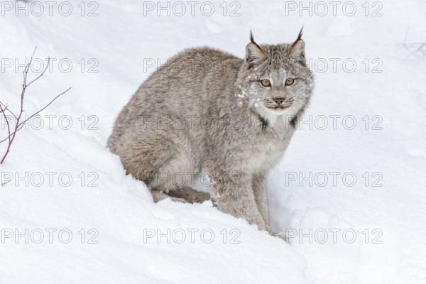 A bobcat hunts for prey in a snowy forest habitat