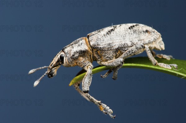 Sluggish weevil (Cleonus piger), Germany, Europe