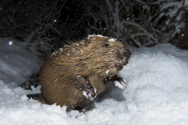 European beaver (Castor fiber), Rosenheim, Bavaria, Germany, Europe