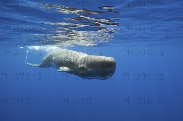 Sperm Whale (Physeter macrocephalus), Port Elizabeth, South Africa, Africa