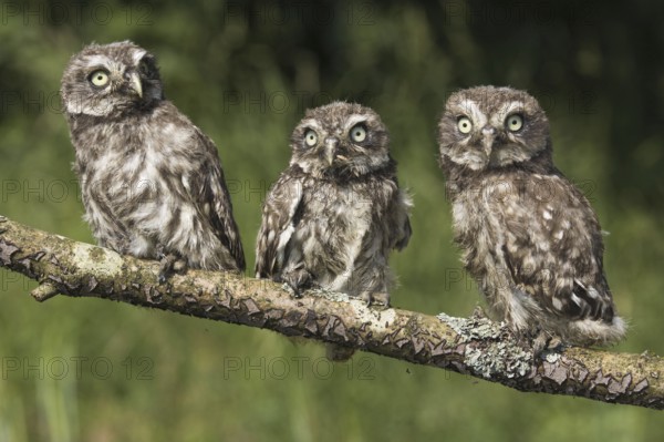 Little owls (Athene noctua), branchlings, Germany, Europe