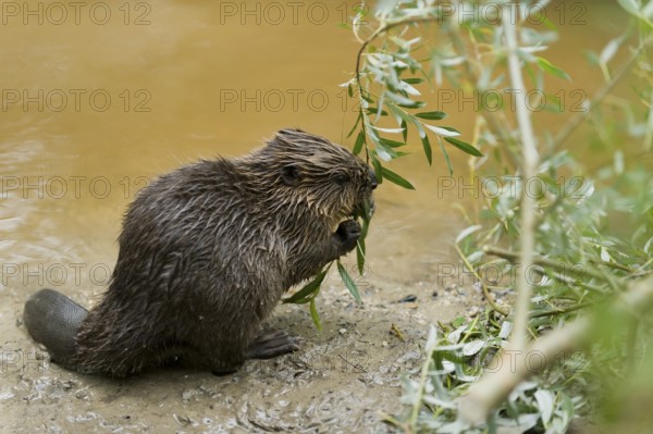 European beaver (Castor fiber), juvenile, Rosenheim, Bavaria, Germany, Europe
