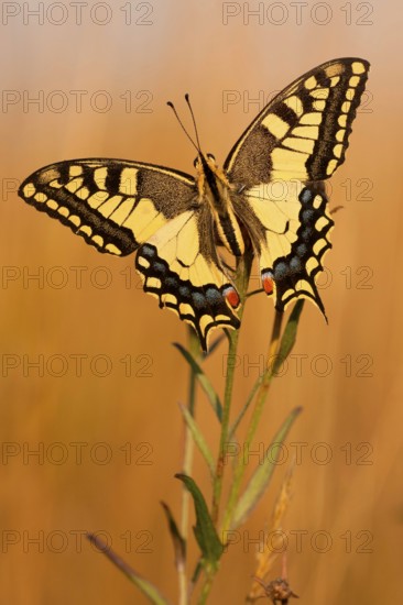 Swallowtail (Papilio machaon) North Rhine-Westphalia, Germany, Europe