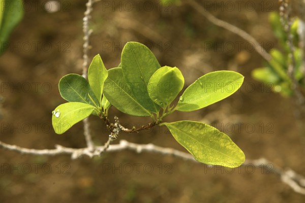 COCA-PLANTAGE (erythroxylum coca), COCAIN-producing LEAVES, PERU
