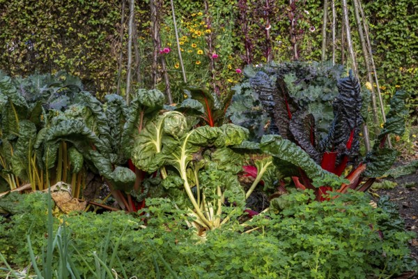Autumn kitchen garden