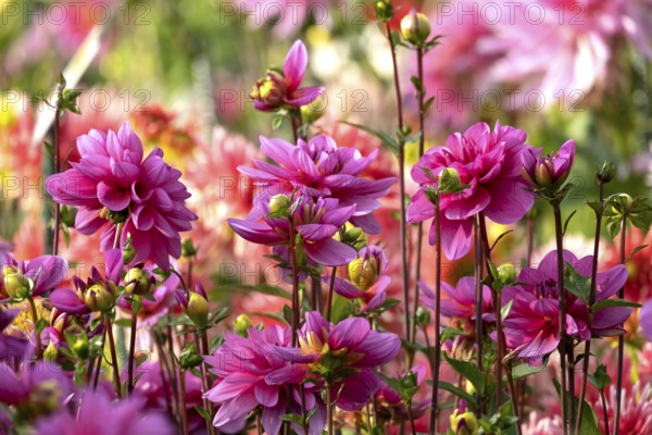 Dahlia bed
