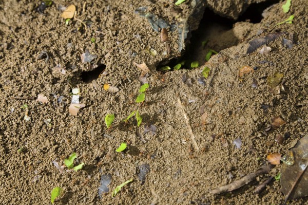 Leafcutter ants carry leaves (Atta cephalotes), ant, ants, Costa Rica, Central America