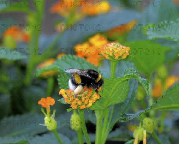 Bumblebee on sunflower