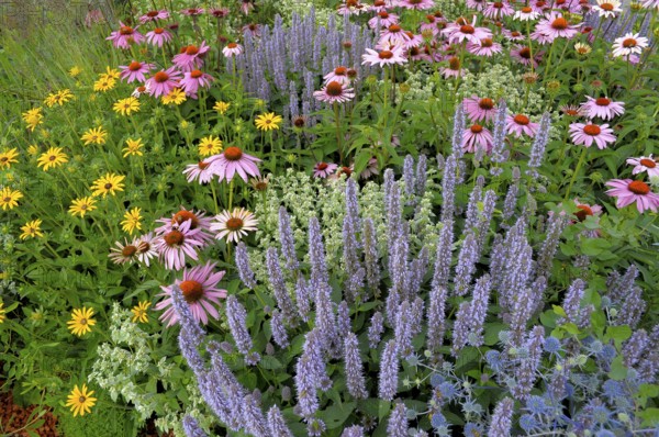 Perennial flowers in the garden, purple cone flower (Echinacea purpurea)