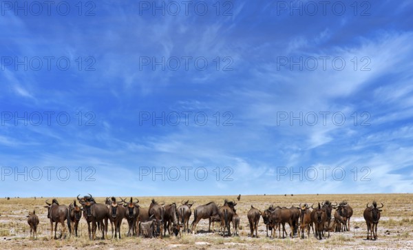Wildebeest (Connochaetes), Etosha National Park, Namibia, Africa