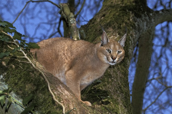 Caracal (caracal caracal), Adult in Tree