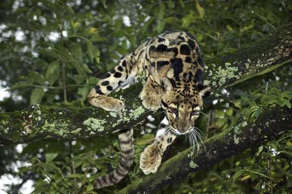 Clouded leopard (neofelis nebulosa), adult in tree