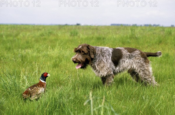 Korthal hound or wirehaired Griffon hound hunting pheasant