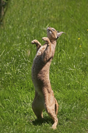 caracal (CARACAL caracal) ADULT HUNTING, STANDING ON HIND LEGS
