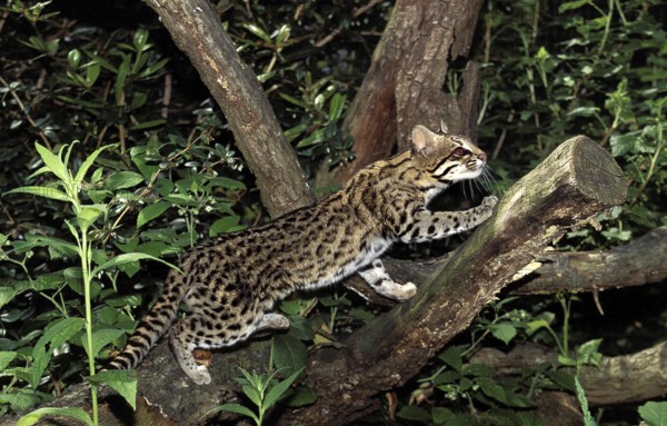 TIGER CAT OR ONCILLA (leopardus tigrinus), ADULT STANDING ON BRANCH