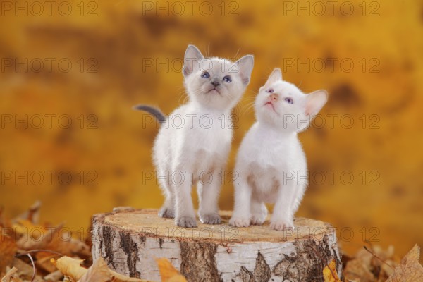 Siamese cats (old type), kittens, blue-point and cinnamon-point, Thai cat, Siamesin