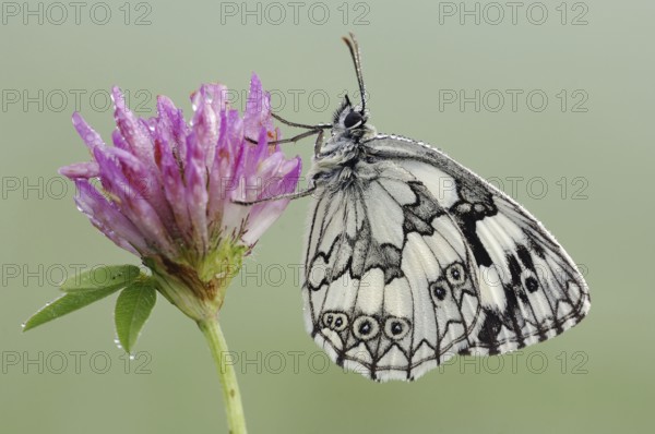 Marbled white (Melanargia galathea), Bavaria, Germany, Europe