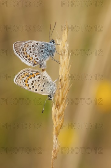 Silver-studded blue (Plebejus argus) Mating, North Rhine-Westphalia, Germany, Europe