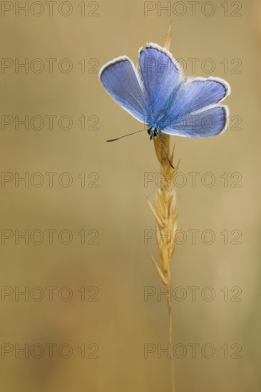 Common blue butterfly (Polyommatus icarus) Germany