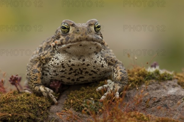 Natterjack toad (Epidalea calamita), Germany, Europe