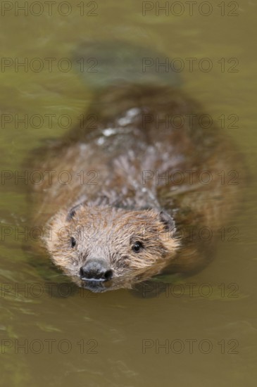European beaver (Castor fiber), Rosenheim, Bavaria, Germany, Europe